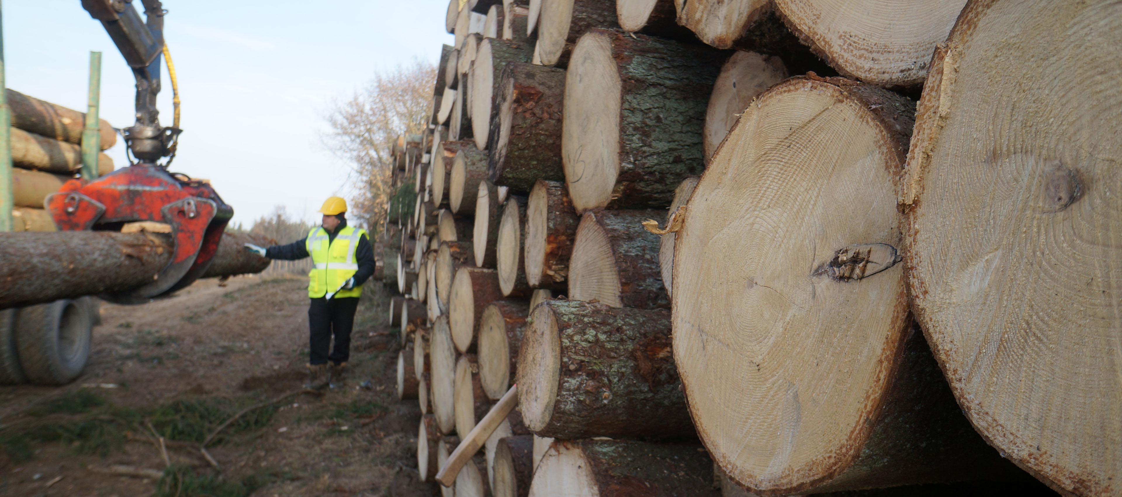 Lithuanian association of impartial timber scalers